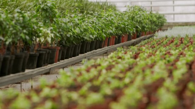 Growing plants in a vibrant greenhouse filled with life