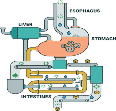 Human Digestive System Infographic Vector Illustration Showing Esophagus Stomach Liver and Intestines as a Factory Process for Medical Education and Science Design
