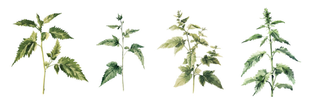 Design of a nettle plant painting. Hand-painted style, vectorized, vector set available in EPS Simple Hand-painted watercolor style. Hand-painted watercolor style, vectorized