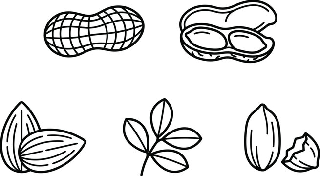 Peanuts and almonds line icon set featuring whole shell open peanut shell almond seeds branch with green leaves and broken shell