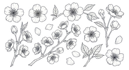 Cherry blossom sakura line art collection with branches and petals © daun