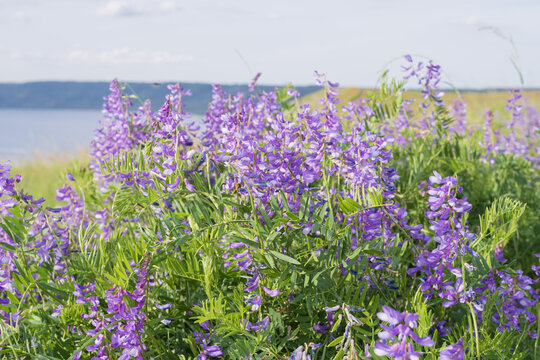 Wild vetch plants covered with purple blossoms creating a colorful summer meadow and natural floral background.