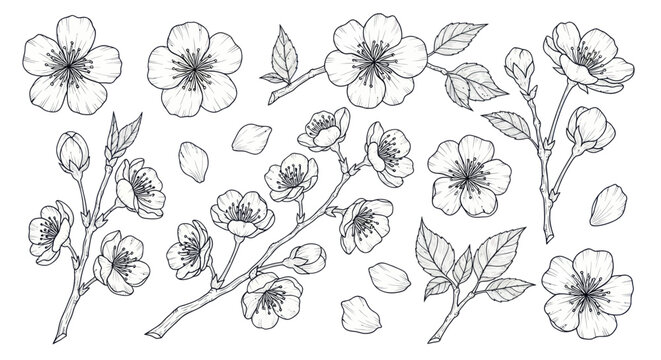 Cherry blossom sakura line art collection with branches and petals