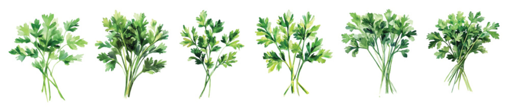 My A Watercolor illustration, fresh parsley painting isolated on a white background, illustration, AI painting design, vector set, eps format design