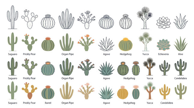 Diverse Cactus Collection Vector Set - Desert Plants and Succulents