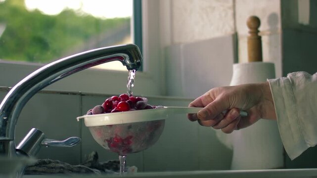 Woman washing ripe red cranberries in kitchen sink