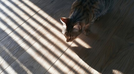 Cat walking on a wooden floor. the cat is facing towards the right side of the image and its head is turned towards the ground.