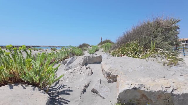 Coastal Plants and Rocks in Parc naturel r&eacute;gional de Camargue