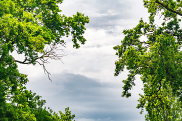 Branches of an old oak tree against a cloudy sky © Vastram