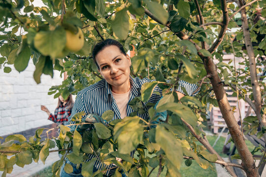 portrait of a woman tending an apple tree in a private backyard garden surrounded by green foliage and ripening fruit. home gardening, sustainable living, horticulture, backyard orchard, seasonal