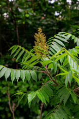 green fern leaves © SK