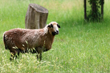 Goat in a clearing © Janusz
