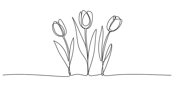 Continuous one line drawing of three tulip flowers with leaves