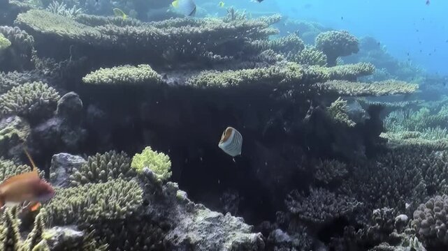 A vibrant coral reef flourishes beneath the clear ocean surface. Schools of tropical fish, including butterflyfish and anthias, gracefully navigate the diverse formations.