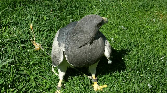 Magnificent black chested buzzard eagle standing on a bright green lawn, turning its head and looking around. The trained bird of prey has jesses and anklets attached to its legs