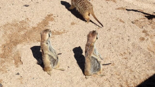 Curious meerkat family standing on hind legs and looking around, then one meerkat walks away. These small african mongooses are on alert for danger, showcasing their natural behavior
