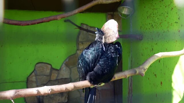 Exotic silvery cheeked hornbill with a prominent casque perching on a wooden branch inside an aviary, meticulously preening its dark, iridescent feathers in the bright sunlight
