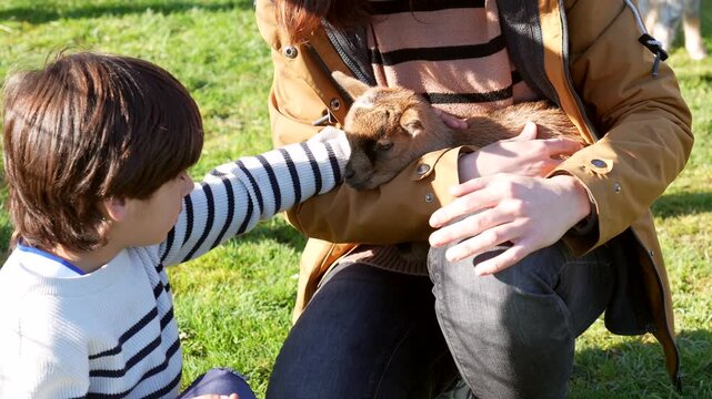 Young boy affectionately stroking a newborn goat resting in his mother's arms during a sunny day at a petting zoo, creating a tender moment of connection between the child and the animal