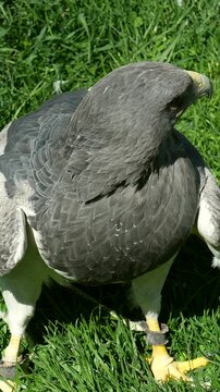 Majestic black chested buzzard eagle with jesses on its legs standing on a vibrant green lawn and attentively looking around, showcasing its beautiful grey plumage and powerful gaze