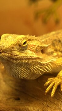 Extreme close up of a central bearded dragon, also known as pogona vitticeps, resting calmly on a piece of wood in its terrarium and blinking its eye while looking at the camera