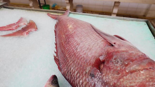 Fresh red porgy fish head on a bed of ice.