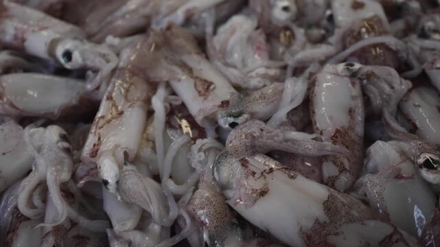 Fresh raw whole squids on a bed of ice at the market.