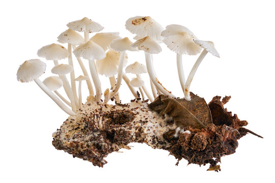 Cluster of Termitomyces microcarpus edible termite mushrooms, isolated on transparent background with clipping path. Ideal for mycology, foraging, tropical ecology and food concepts.