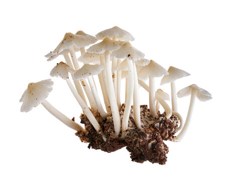 Cluster of Termitomyces microcarpus edible termite mushrooms, isolated on transparent background with clipping path. Ideal for mycology, foraging, tropical ecology and food concepts.