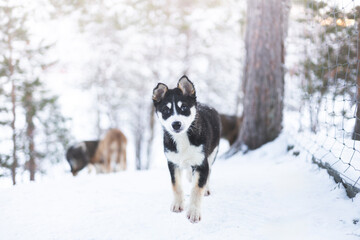 Black and white husky puppy looking into the camera in a snowy birch forest near Tromso © Fauren