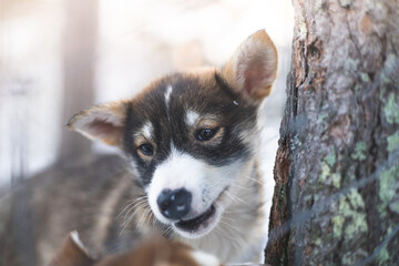 Obraz premium Brown and white husky puppy walks toward the camera on a snowy forest path near Tromso