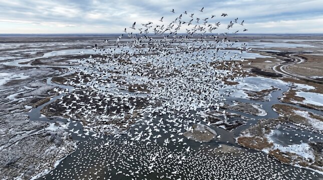 Massive flock of snow geese flying over frozen wetlands, migratory birds in winter landscape, aerial view of waterfowl migration in icy marsh