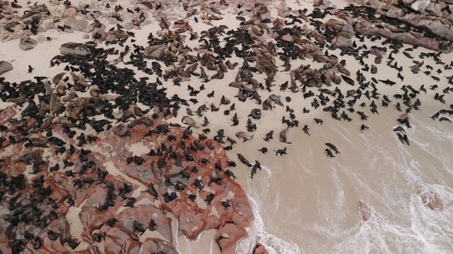Cape cross seal colony aerial view with animals resting on the sandy beach and swimming in the atlantic ocean in namibia