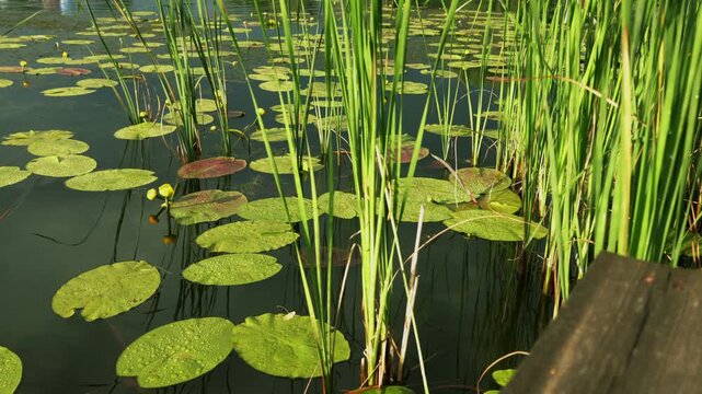 Serene pond with lily pads and reeds on a sunny day