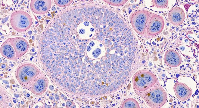 Microscopic view of cell structure with organelles in detailed medical illustration