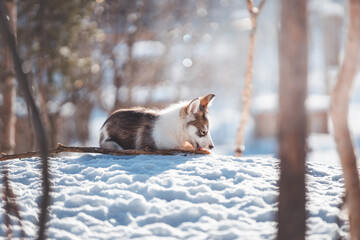 Backlit husky puppy lies with a stick on snowy ground in Northern Norway © Fauren
