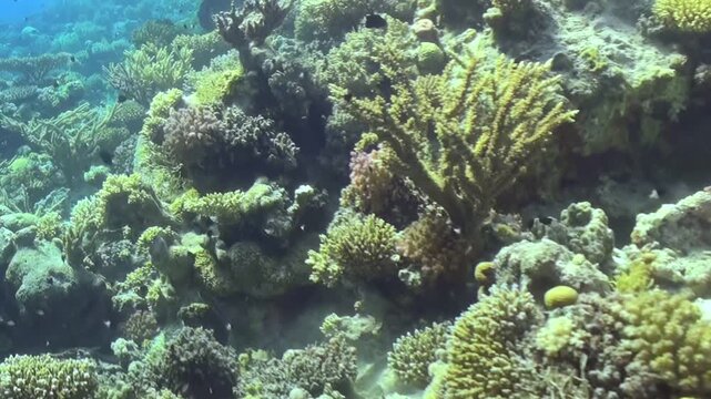 Vibrant fish gracefully swim through an expansive, sun-drenched coral reef. Diverse coral formations flourish in brilliant hues, creating a spectacular underwater ecosystem.