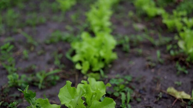 Rows of fresh green lettuce growing in fertile soil on a cloudy day