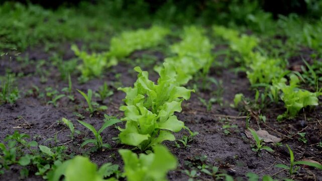 Rows of young lettuce plants growing in dark soil with green leaves