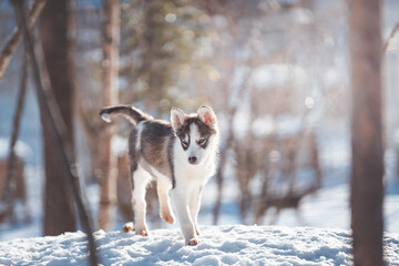 Curious husky puppy walks through snowy Nordic forest © Fauren