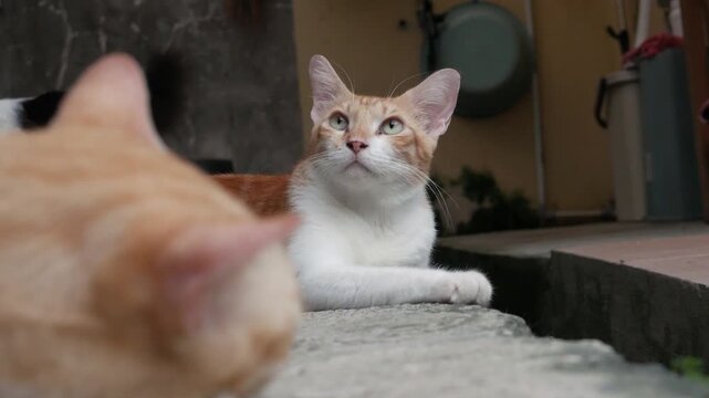 Domestic Cat Lying Down While Watching Off Camera Outdoors