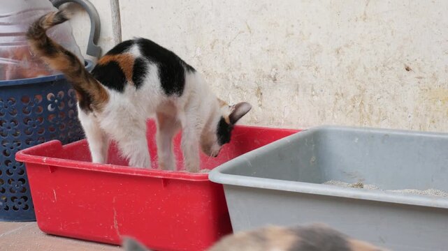 Domestic Cat Burying Waste in Litter Box with Sand