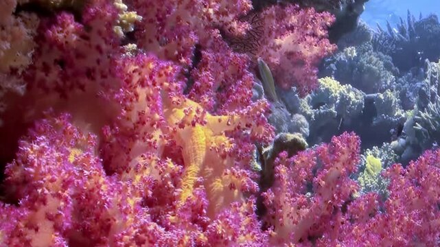 A breathtaking display of vibrant pink and orange soft corals flourishes on a tropical reef.