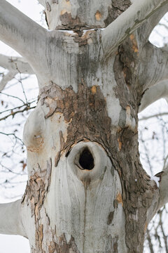 Close-up of tree trunk with hollow cavity and textured bark