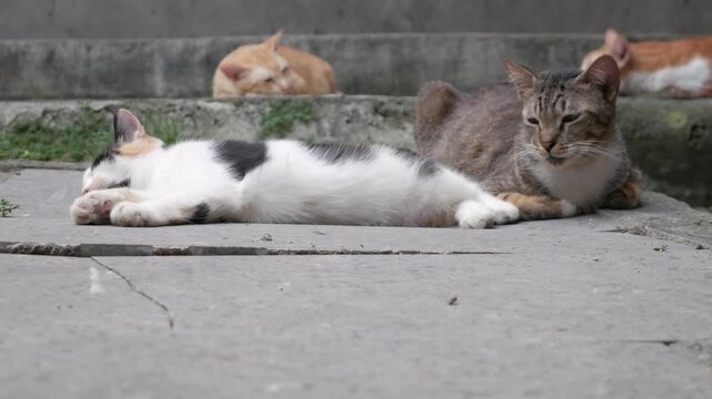 Domestic Cats Relaxing Outdoors with One Cat Yawning in Foreground