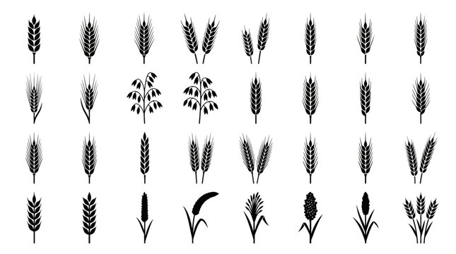 Diverse collection of black vector silhouettes illustrating various cereal grains including wheat, barley, oat, millet and sorghum ears, Represents natural ingredients and sustainable agriculture