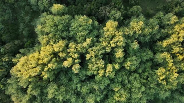 Aerial overhead view of dense conifer canopy, vivid yellowgreen tops, Pucon, Chile.