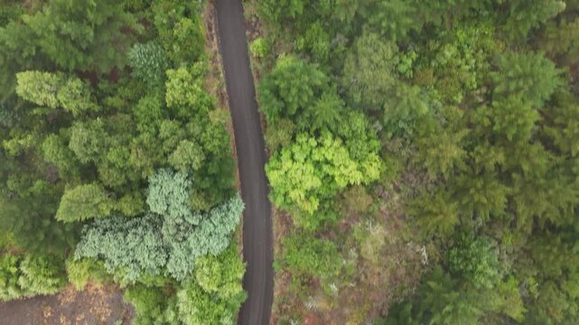 Aerial drone follows winding road through dense green forest, Pucon, Chile.