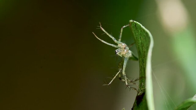 Close up wildlife image showcasing the distinctive spiny legs of a lynx spider.