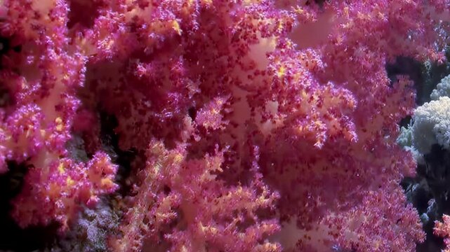 A vibrant close-up shows a thriving coral reef with dazzling pink and orange soft corals. Each delicate polyp gently sways underwater, bathed in bright daylight.