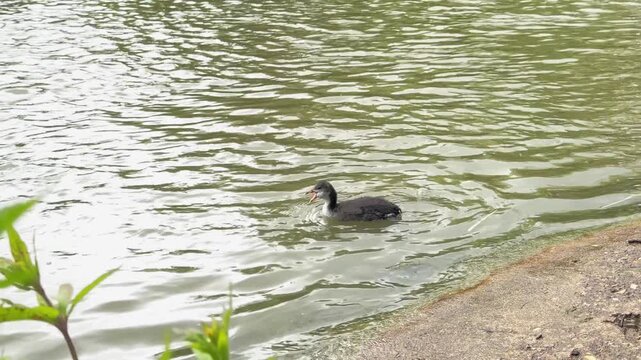 Young coot chicks swimming on a pond. High quality 4k footage